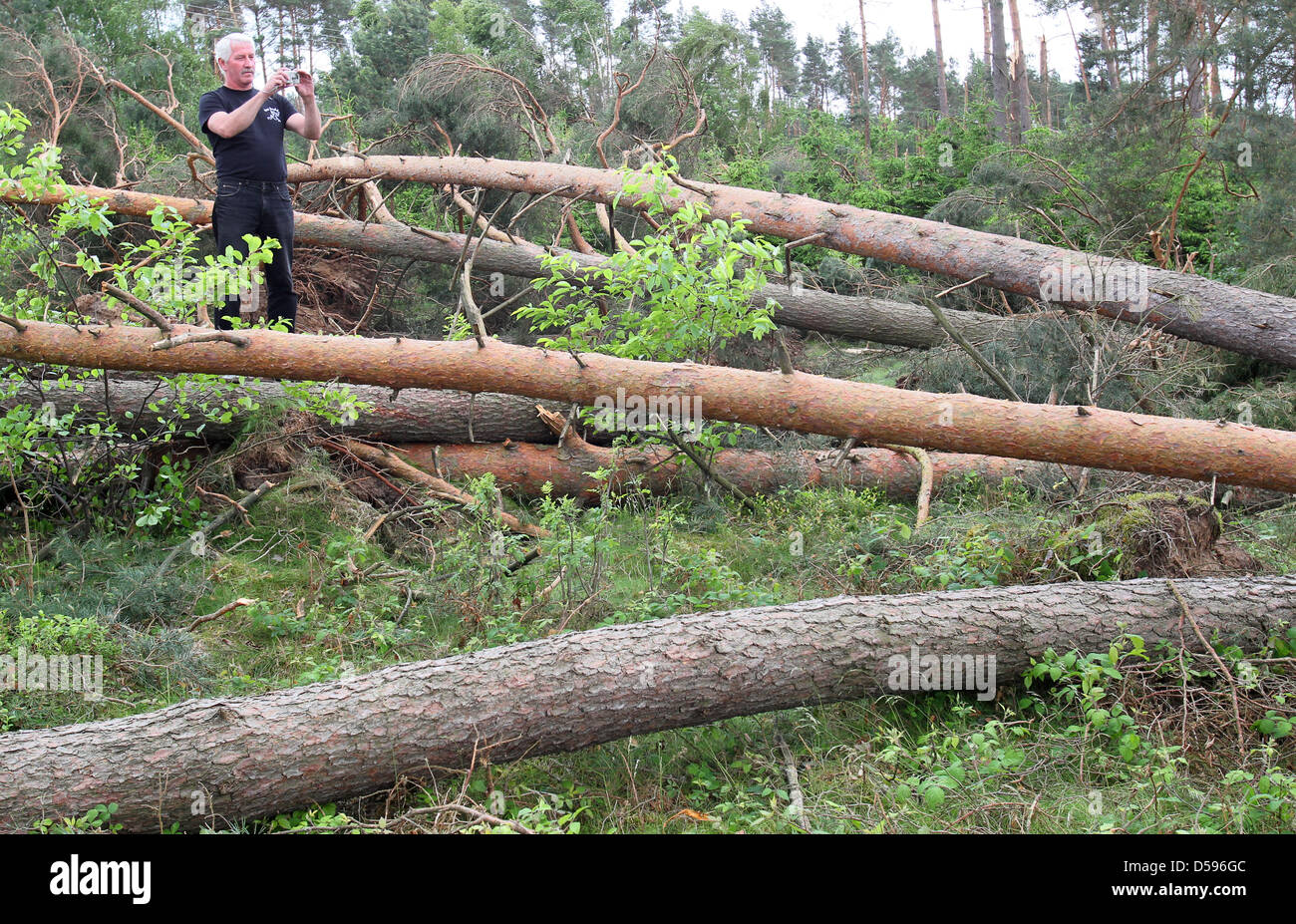 Ein Mann Fotos umgestürzte Bäume, die gebogen oder entwurzelte wegen eines Sturms in einem Wald auf der B103 in der Nähe von Ganzlin, Deutschland, 13. Juni 2010. Allein in diesem schweren Treffer Sonderbereich, südlich von Plau am See, die geringe '' Doris'' bis zu 1.000 Bäume fallen verursacht. Jedoch nach Angaben der Polizei immer mehr '' Katastrophe Touristen '' haben ihren Weg gefunden '' fotografieren zu einem Tarif-dich-wir Stockfoto