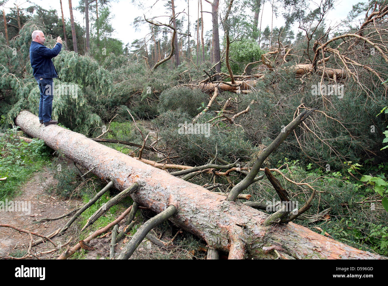 Ein Mann Fotos umgestürzte Bäume, die gebogen oder entwurzelte wegen eines Sturms in einem Wald auf der B103 in der Nähe von Ganzlin, Deutschland, 13. Juni 2010. Allein in diesem schweren Treffer Sonderbereich, südlich von Plau am See, die geringe '' Doris'' bis zu 1.000 Bäume fallen verursacht. Jedoch nach Angaben der Polizei immer mehr '' Katastrophe Touristen '' haben ihren Weg gefunden '' fotografieren zu einem Tarif-dich-wir Stockfoto