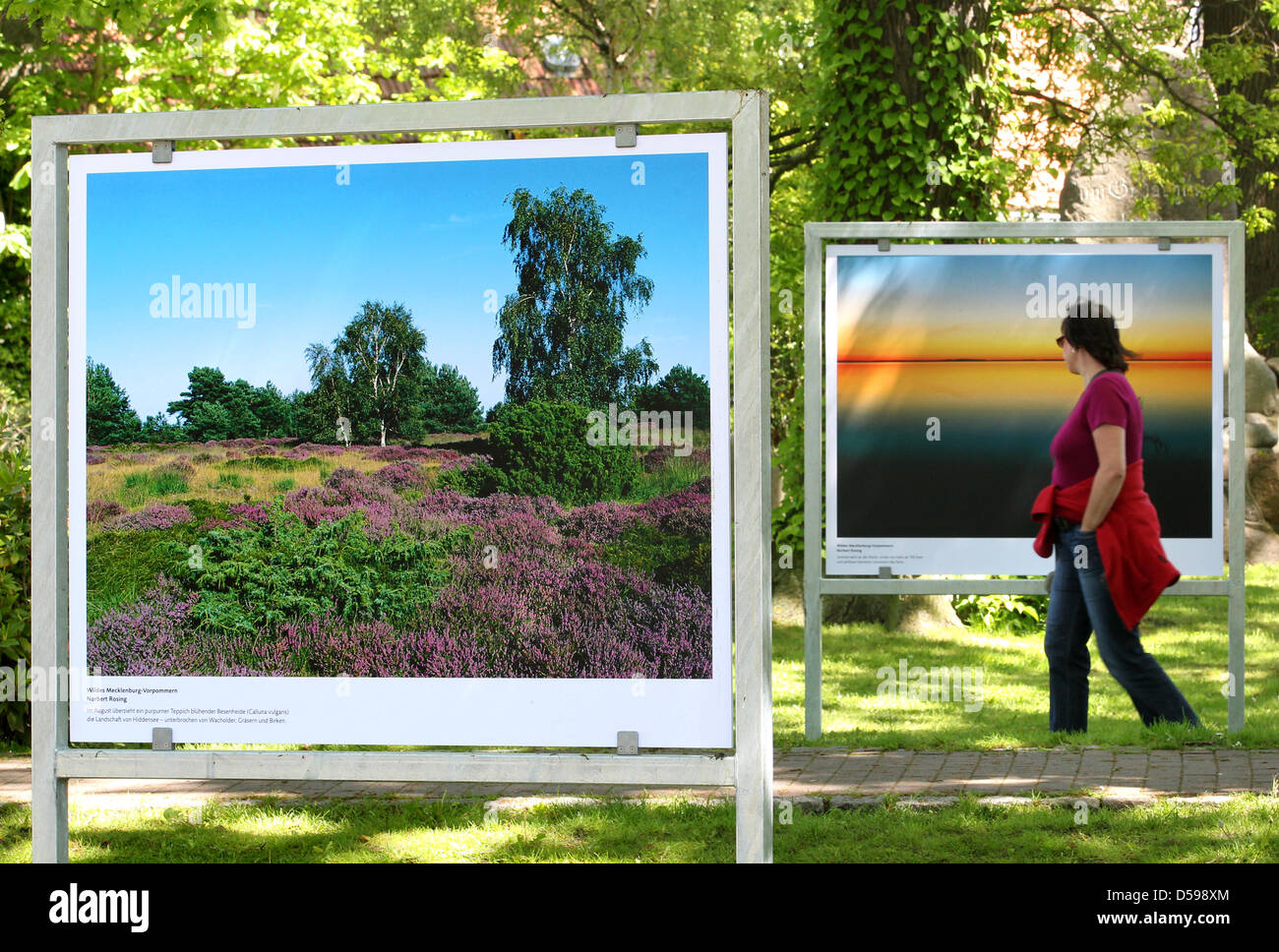 Großformatige Fotografien von Norbert Rosing Umgang mit dem Thema "wildes Mecklenburg-Vorpommern" sind in einer Ausstellung im Seebad Zingst, Deutschland, 2. Juni 2010. Die Fotos sind Bestandteil der 3. Umwelt Fotofestival "Horizonte". Es gibt 22 Ausstellung Schauräume mit mehr als 70 großformatigen Bilder sind zu sehen unter dem Motto "Natürlichen Ereignisse", auf die Stockfoto