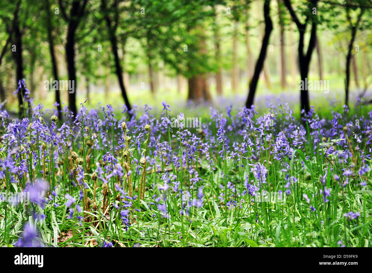 Bluebell Holz, Bolton Abbey, North Yorkshire UK Stockfoto