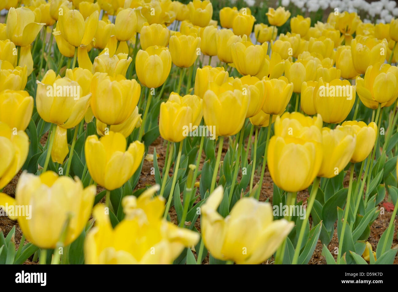 Gelbe Tulpen Stockfoto