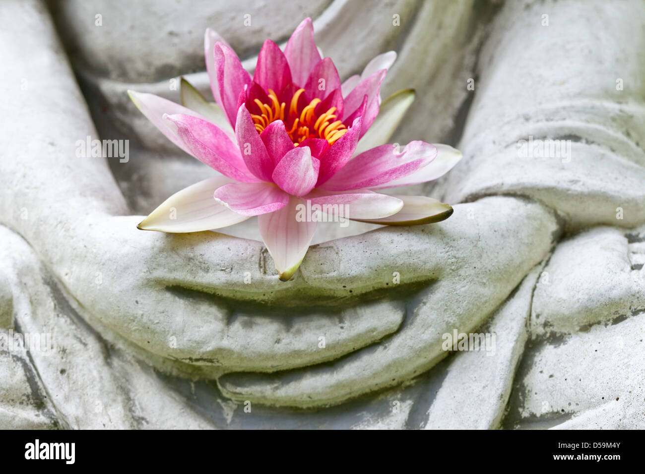 Buddha-Hände, Blume, Nahaufnahme Stockfoto