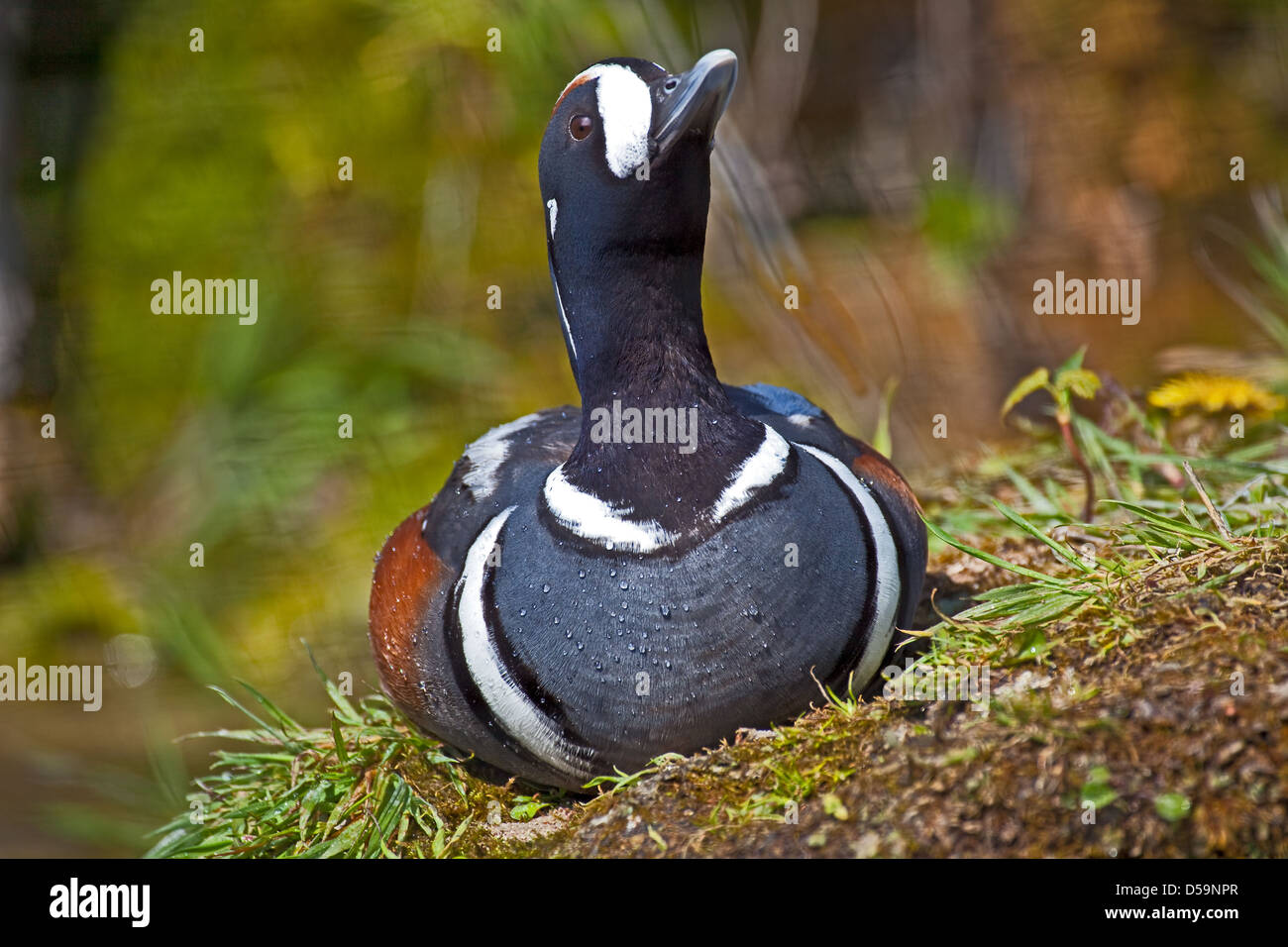 Männliche Ente Harlekin Stockfoto