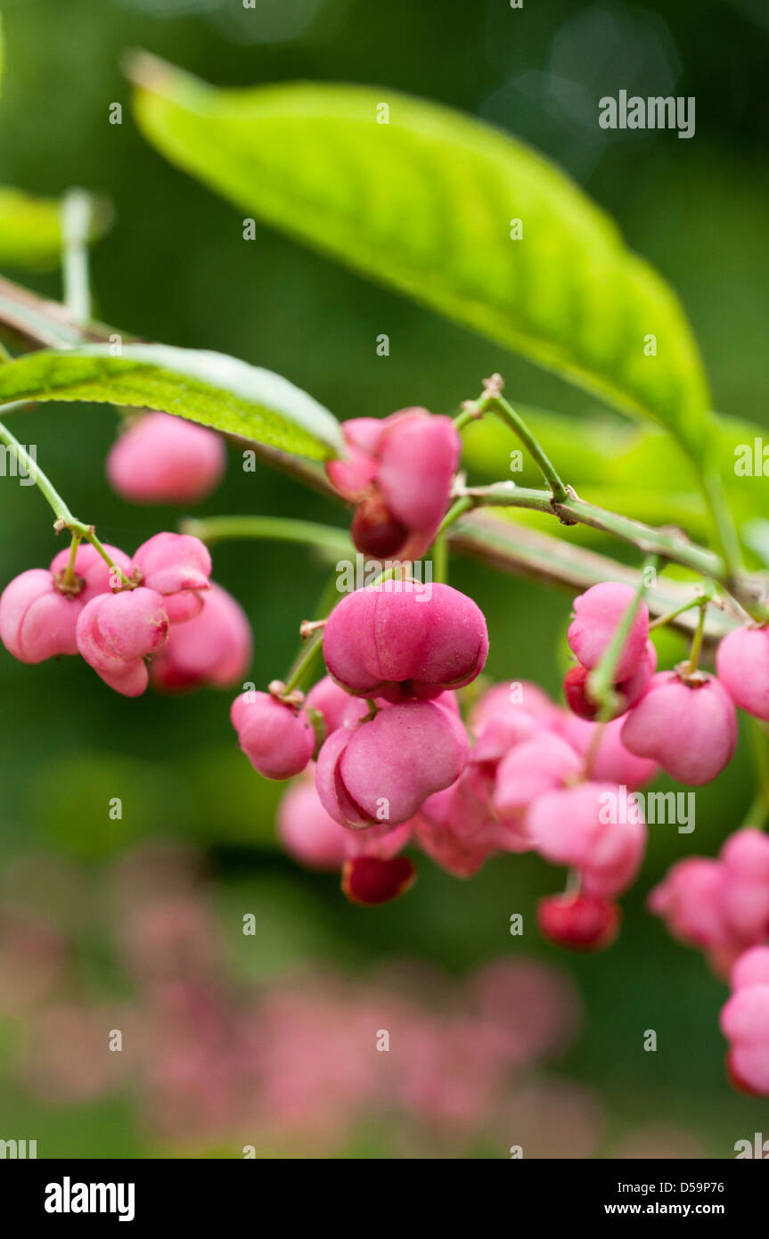 Euonymus Phellomanus eine winterharte Garten Strauch gewachsen, denn es ist Herbst Beeren. Stockfoto