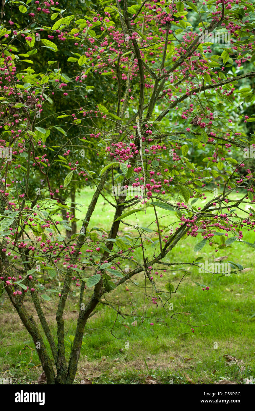 Euonymus Phellomanus eine winterharte Garten Strauch gewachsen, denn es ist Herbst Beeren. Stockfoto