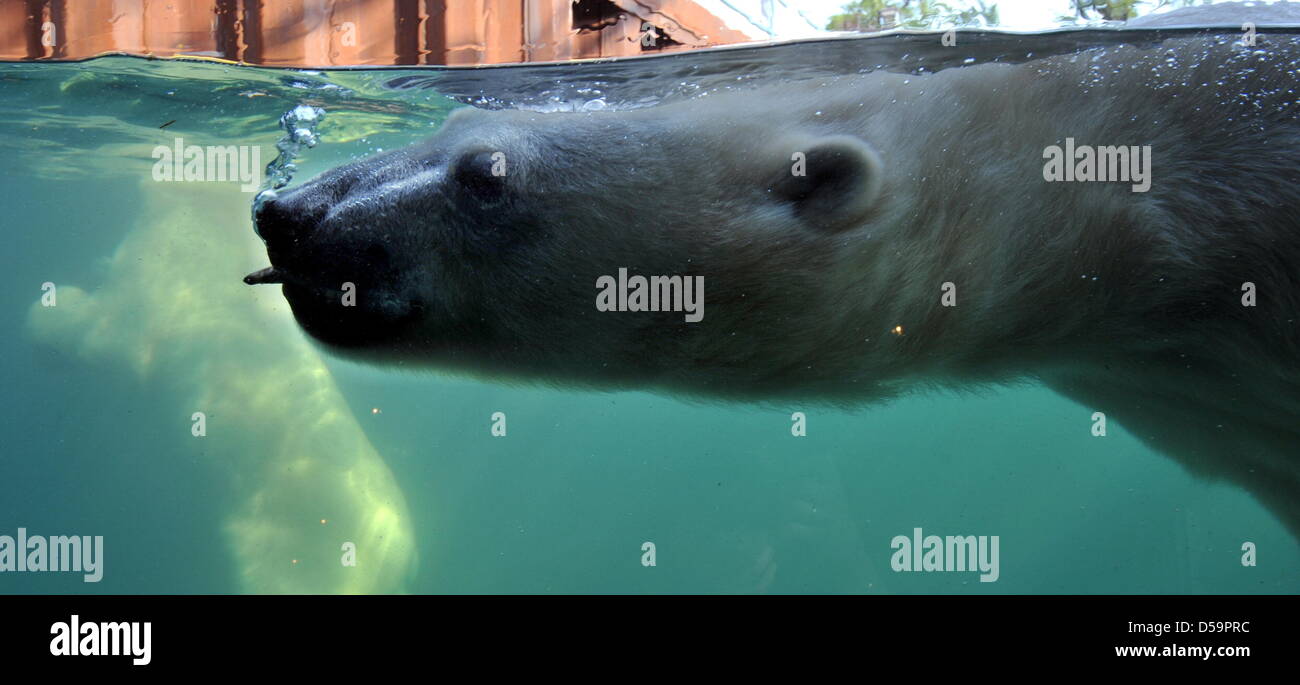 Die Bilder verfügt über ein Eisbär Tauchen für Fische im "Yukon Bay" der Zoo Hannover, 29. Juni 2010. Temperaturen von mehr als 30 Grad Celsius verkraften müssen, könnten einige Besucher an seiner Stelle sein wollen. Foto: JOCHEN LUEBKE Stockfoto