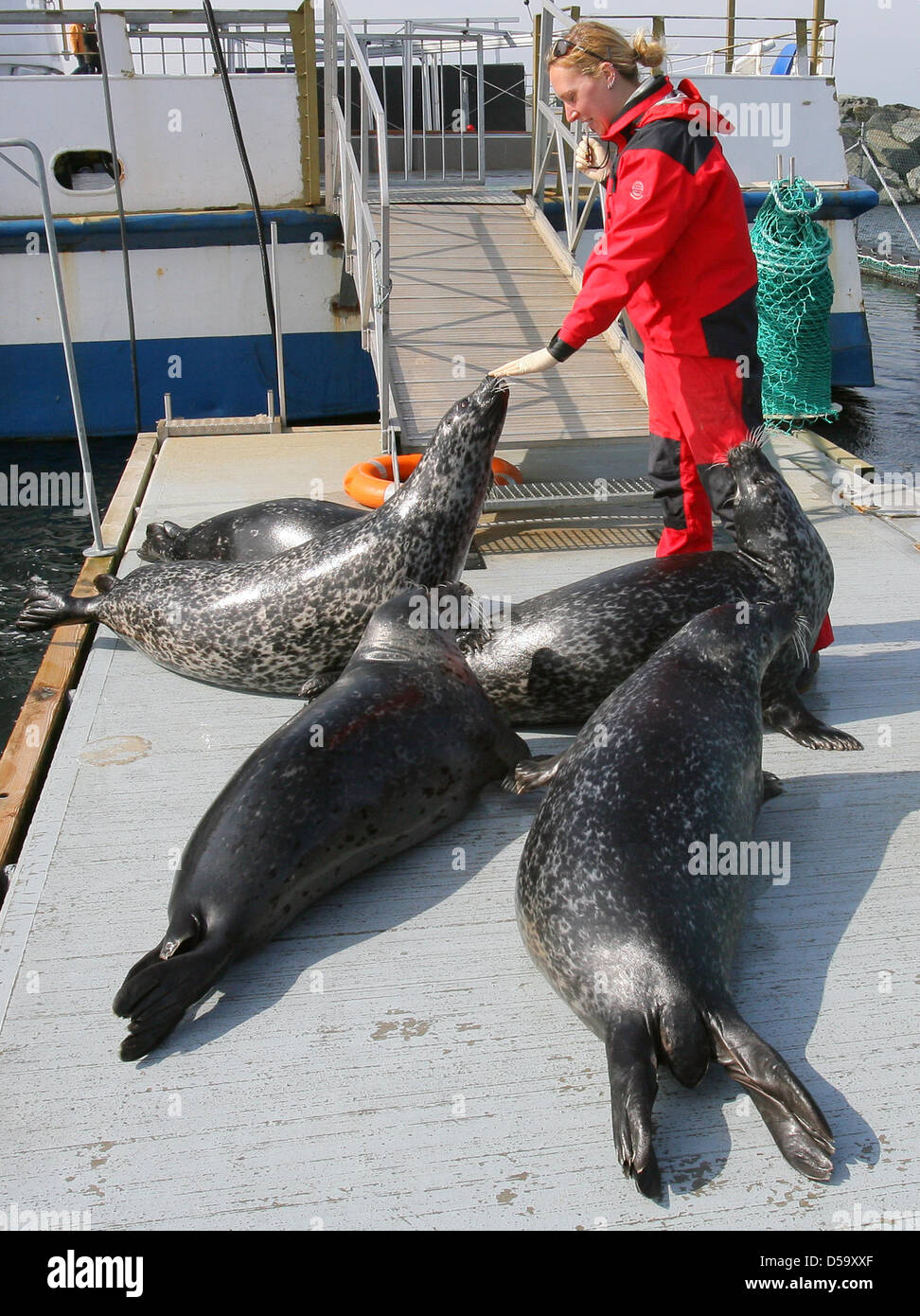 In der Dichtung Forschungsstation am Yachthafen Hohe Duene in der Ostsee dichtet Biologe, die Nele Glaeser trainiert damit sie sie später in Experimenten in Rostock, Deutschland, 30. März 2010 weiterleiten kann. Am 31. März 2010 öffnet Europas größte Seehundstation Forschung seine Türen für Besucher, die das Verfahren von einem umgebauten Flussboot zu sehen können. Seit 1. Juni 2008, neun Dichtungen gefunden haben eine Stockfoto