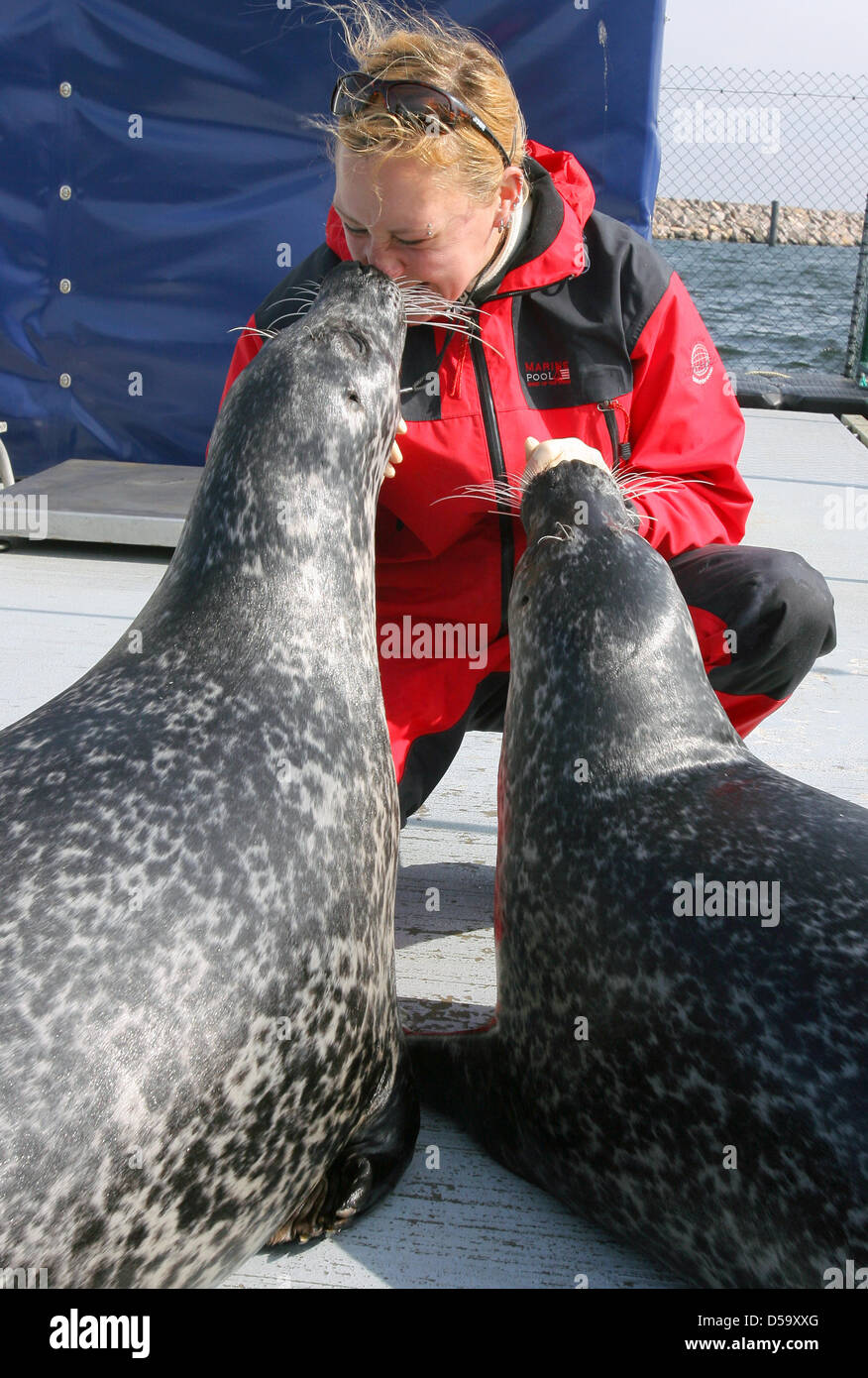 In der Dichtung Forschungsstation am Yachthafen Hohe Duene in der Ostsee dichtet Biologe, die Nele Glaeser trainiert damit sie sie später in Experimenten in Rostock, Deutschland, 30. März 2010 weiterleiten kann. Am 31. März 2010 öffnet Europas größte Seehundstation Forschung seine Türen für Besucher, die das Verfahren von einem umgebauten Flussboot zu sehen können. Seit 1. Juni 2008, neun Dichtungen gefunden haben eine Stockfoto