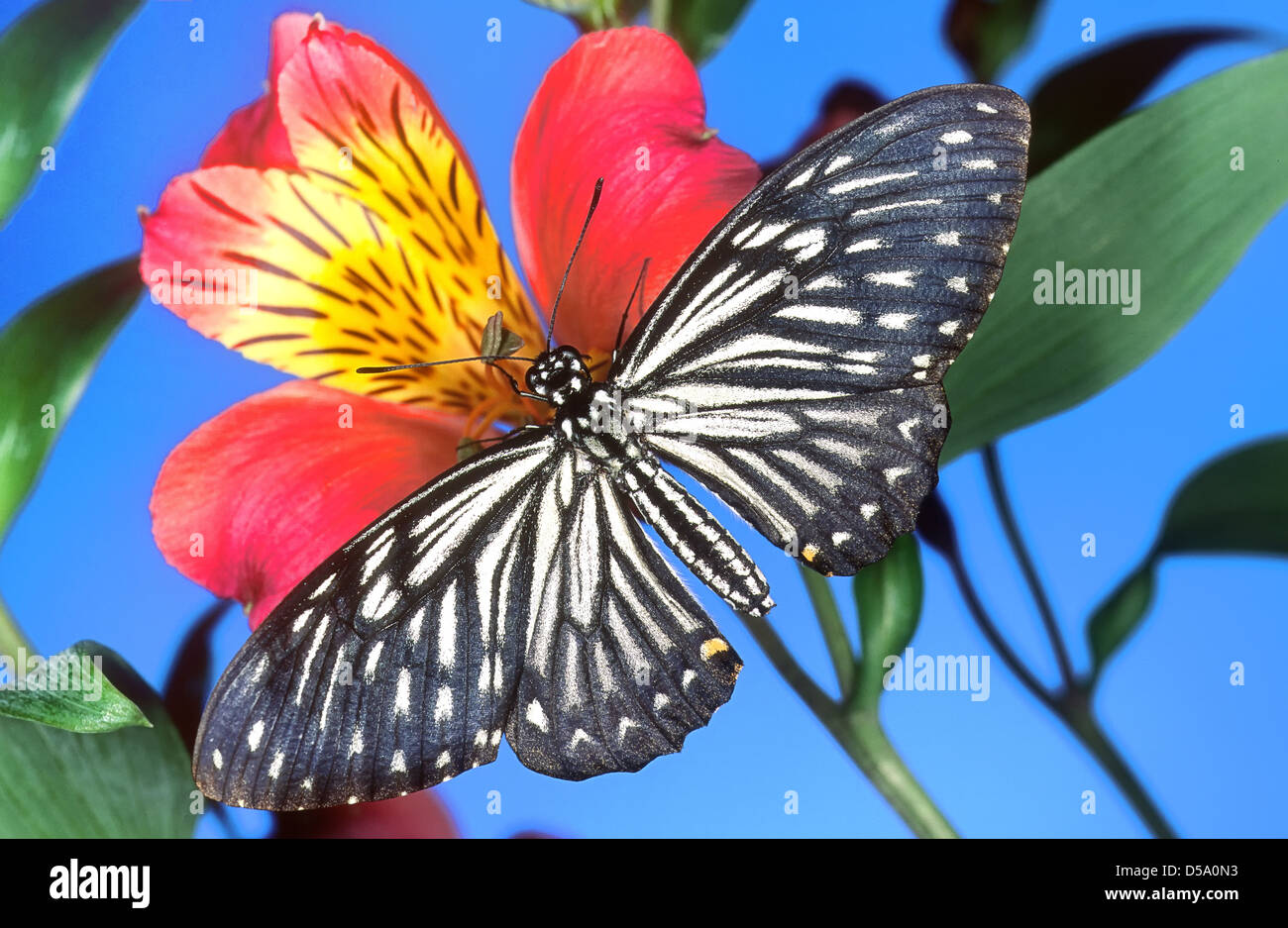 Die gemeinsame Mime (Papilio Clytia) ist ein Schwalbenschwanz Schmetterling gefunden in Süd- und Südost-Asien. Stockfoto