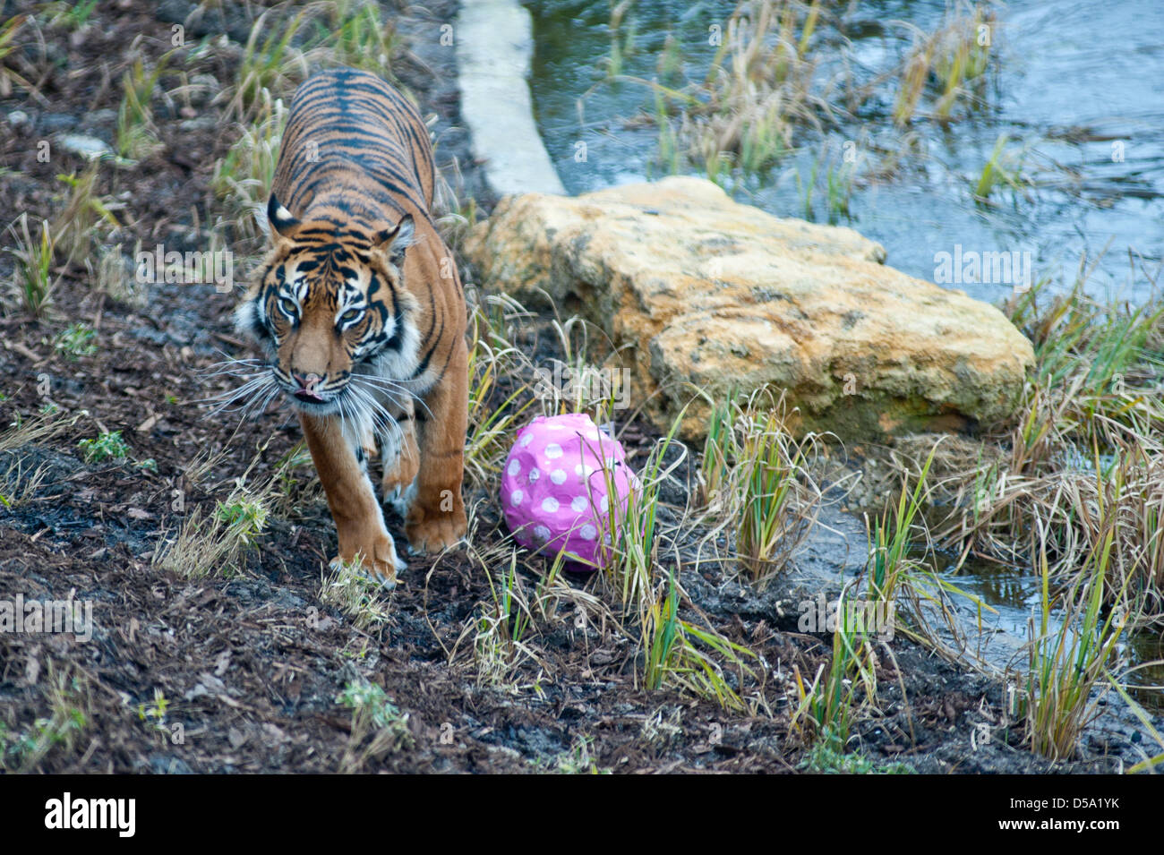 London, UK. 27. März 2013.  ZSL London Zoo-Sumatra-Tiger geht vorbei an einer versteckten Kaninchen in ein papier Pappmaché Hase Melati. Piero Cruciatti / Alamy Live News Stockfoto