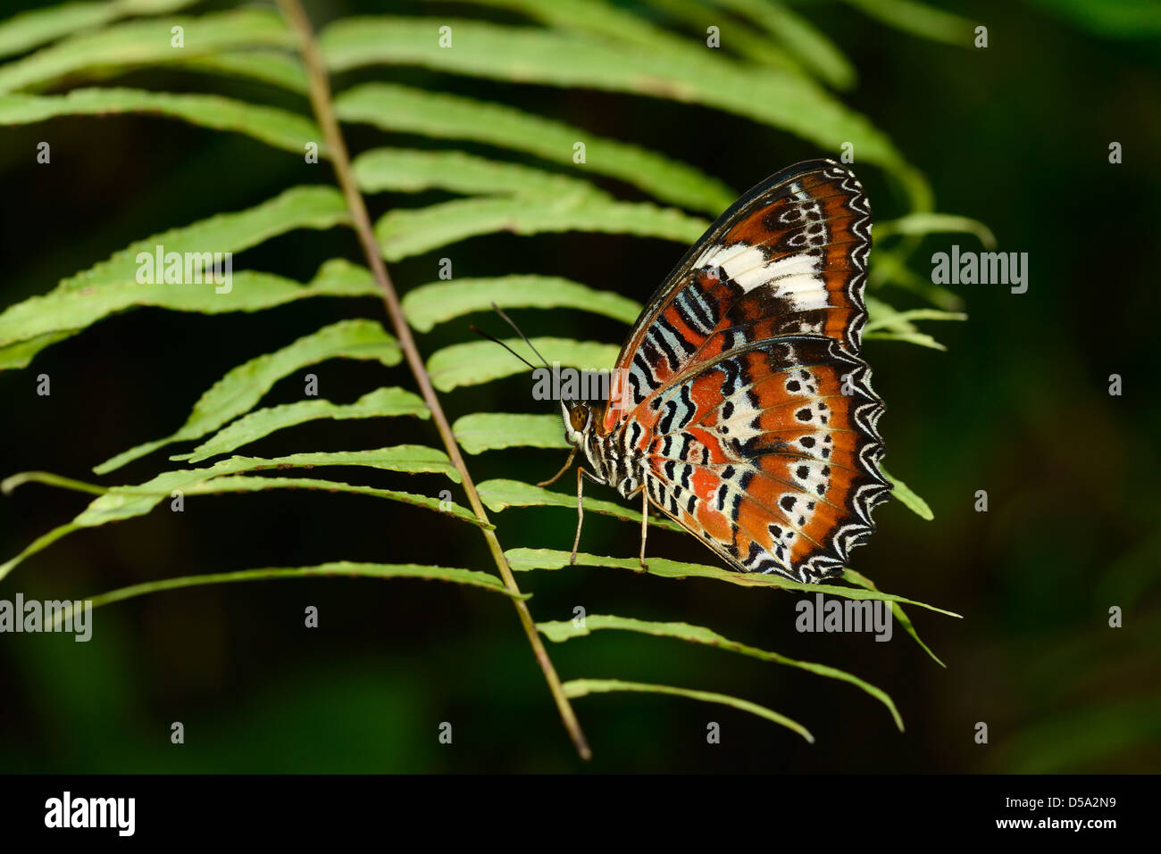 Orange Florfliege Schmetterling (Cethosia Penthesilea) auf Blatt, zeigen Muster auf der Unterseite der Flügel, Queensland, Australien, Stockfoto