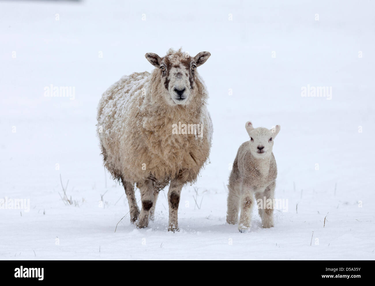 County Durham, Großbritannien 27. März 2013. Schafe mit ihrem Lamm nach weiteren schweren Schnee traf Nordengland über Nacht und heute. David Forster / Alamy Live News Stockfoto