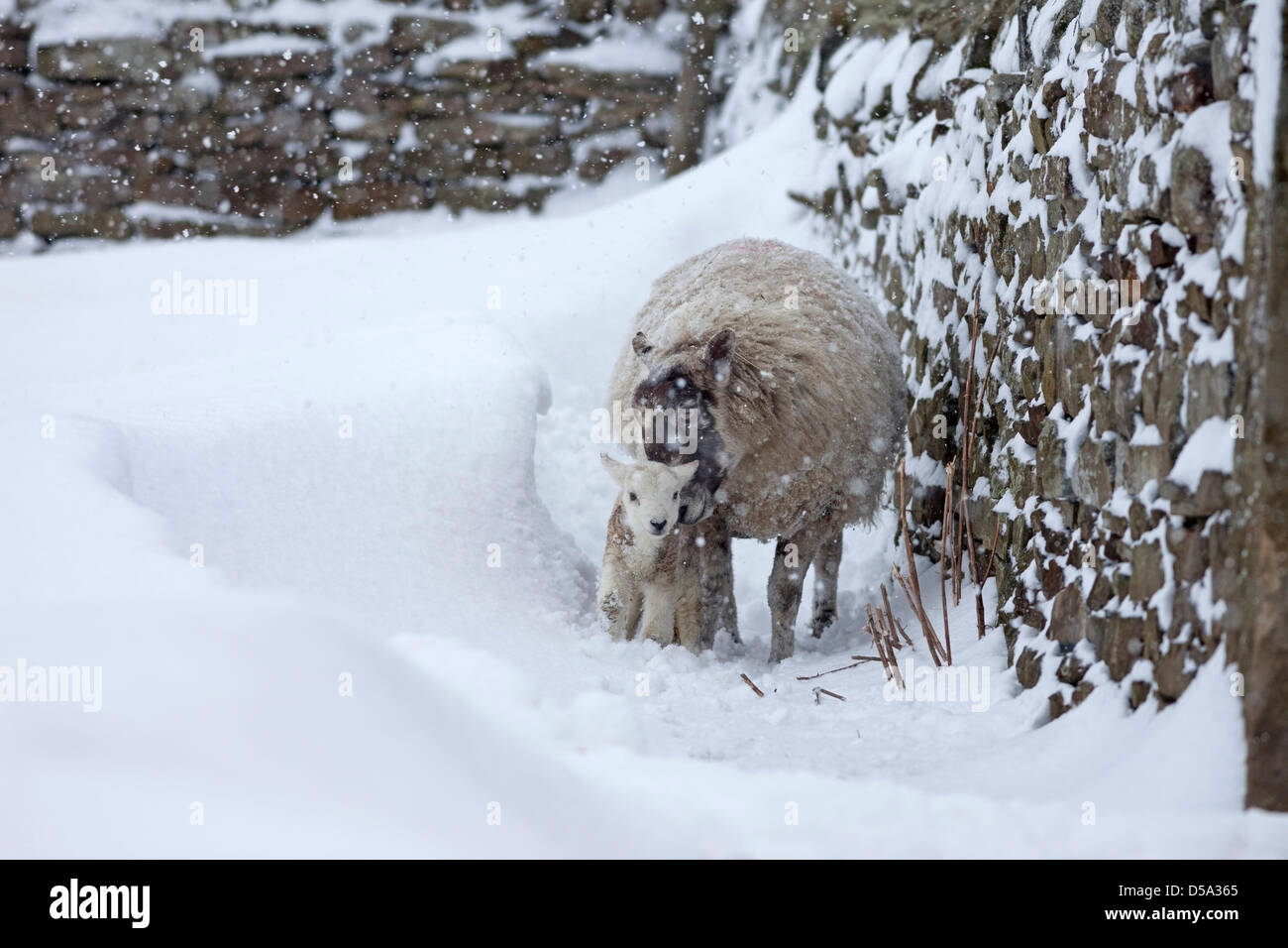 County Durham, Großbritannien 27. März 2013. Schafe mit ihrem Lamm nach weiteren schweren Schnee traf Nordengland über Nacht und heute. David Forster / Alamy Live News Stockfoto