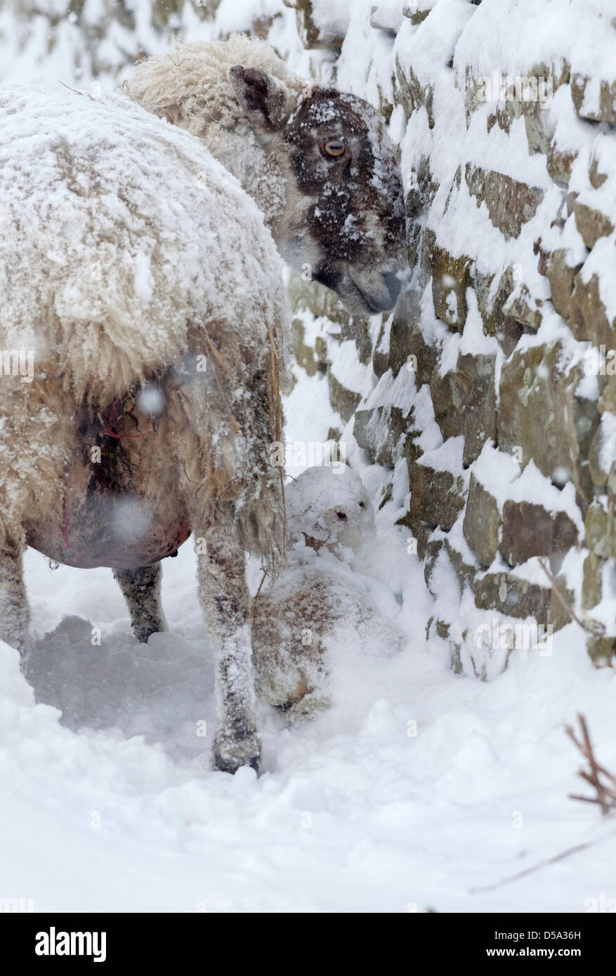 County Durham, Großbritannien 27. März 2013. Schafe mit ihrem Lamm teilweise durch Schnee vergraben nach weiteren schweren Schnee traf Nordengland über Nacht und heute. David Forster / Alamy Live News Stockfoto