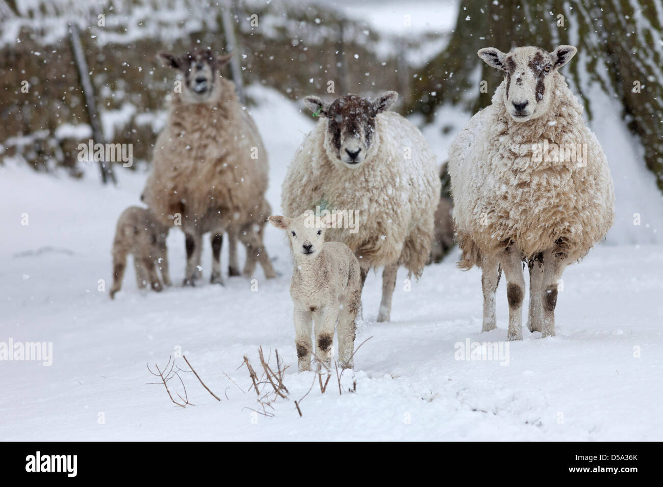 County Durham, Großbritannien 27. März 2013. Schafe mit ihren Lämmern nach weiteren schweren Schnee traf Nordengland über Nacht und heute. David Forster / Alamy Live News Stockfoto