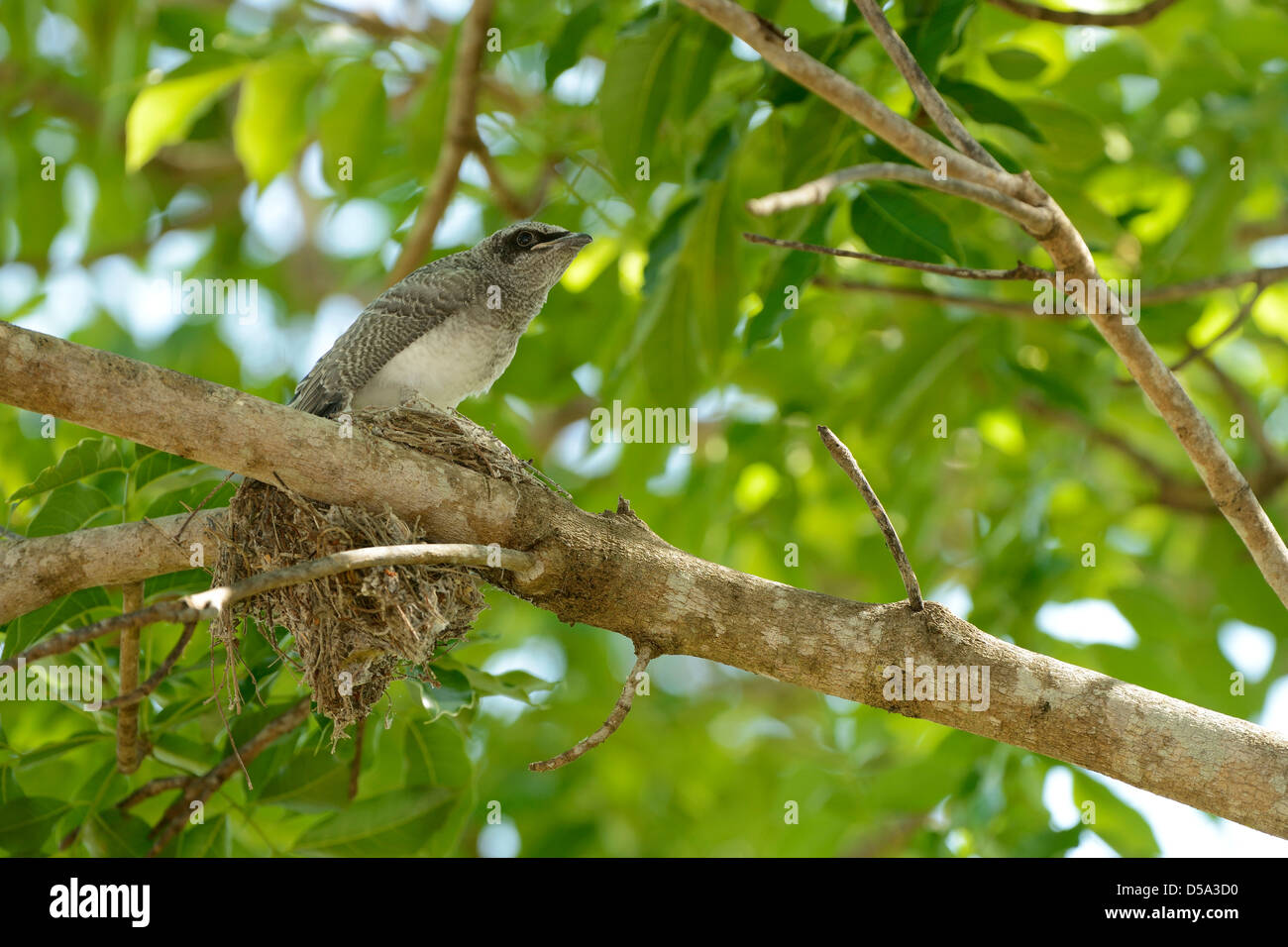 Black-faced Kuckuck-Shrike (Coracina Novaehollandiae) Biotechnik saß auf Nest zu verlassen, Queensland, Australien, Novem Stockfoto