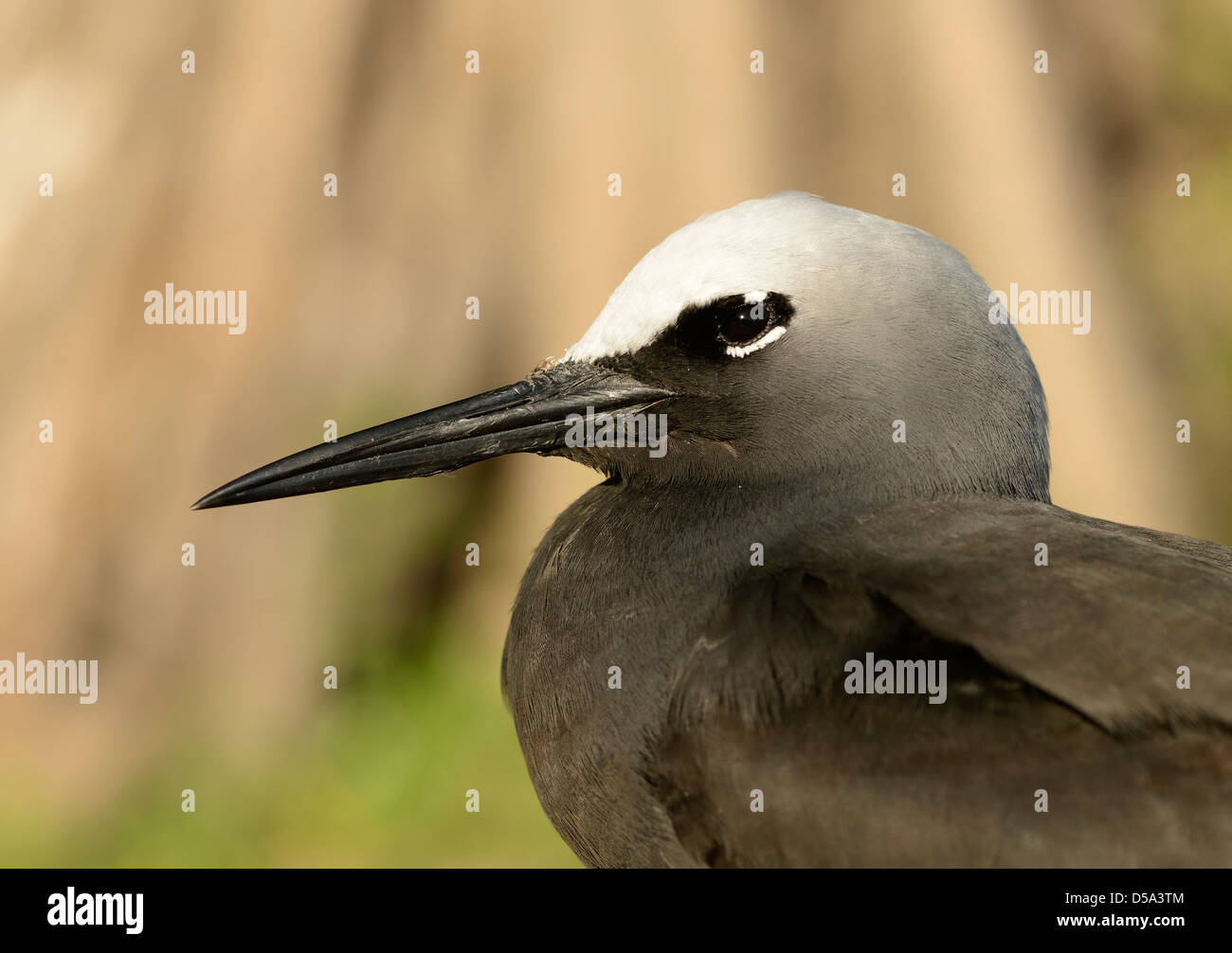 Schwarzer Noddy Seeschwalbe (Anous Minutus) Nahaufnahme von Erwachsener Kopf, Queensland, Australien, November Stockfoto