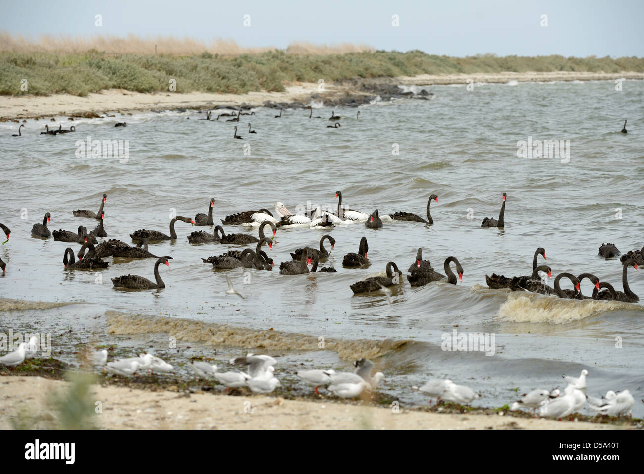 Australische Black Swan (Cygnus olor) große Gruppe Fütterung im Meer an der Küste, Victoria, Australien, November Stockfoto