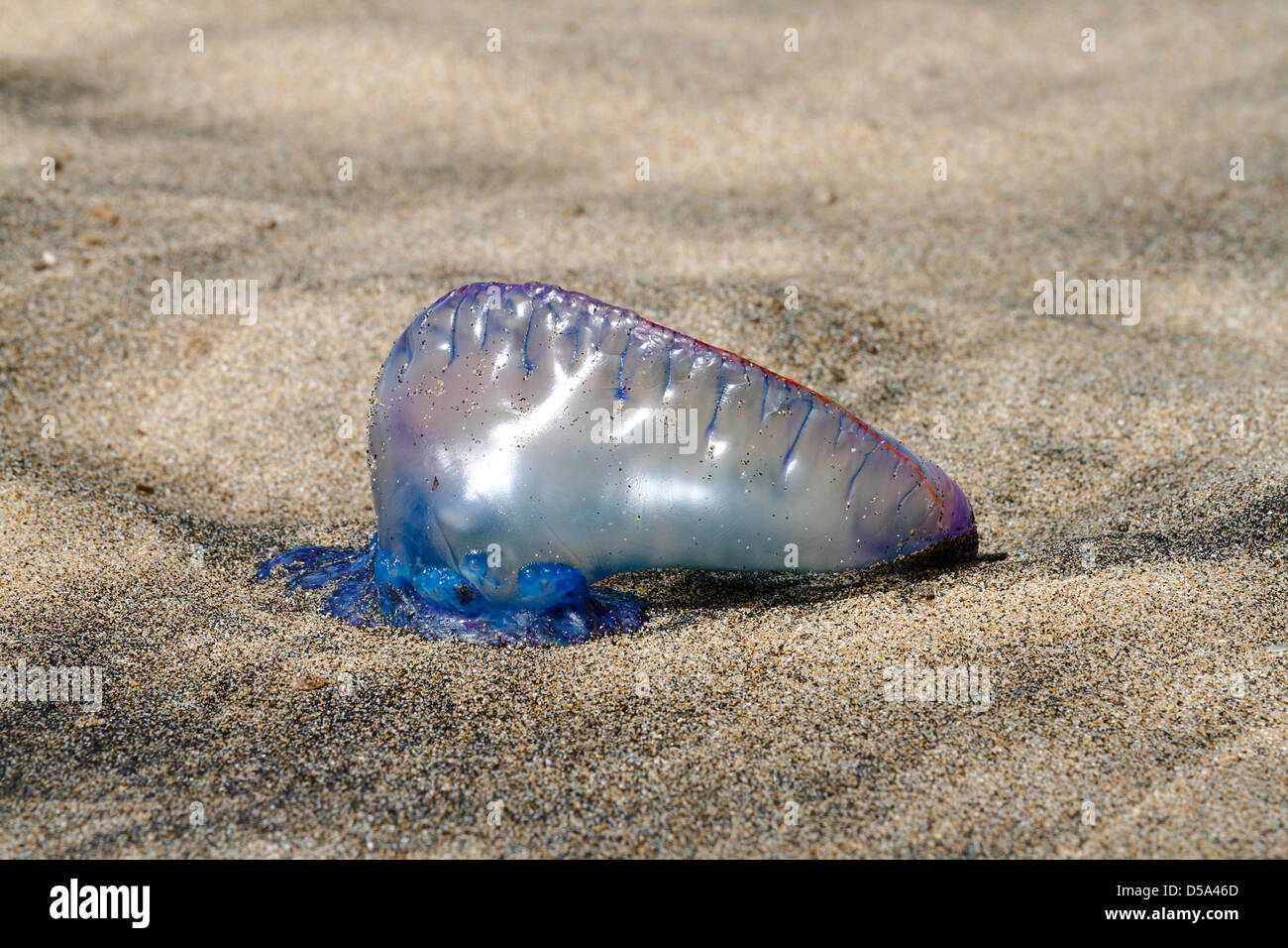 Portuguese Man O' War (Physalia Physalis) oder blaue Flasche am Strand Stockfoto