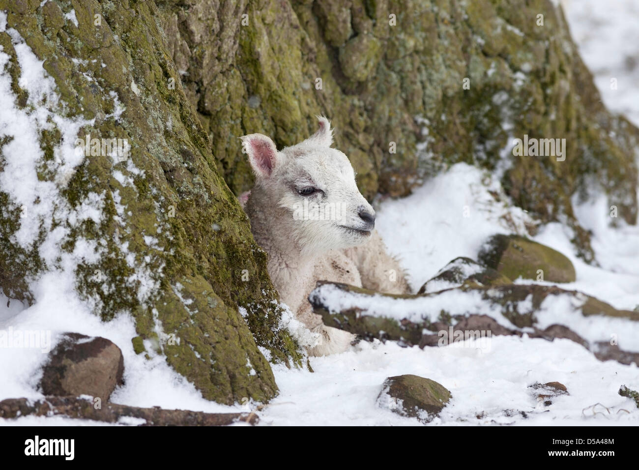 County Durham, Großbritannien. März 2013. Lamm, das hinter einem Baum nach weiteren schweren Schnee schützte, traf Nordengland über Nacht und heute. Kredit: David Forster / Alamy Live Nachrichten Stockfoto