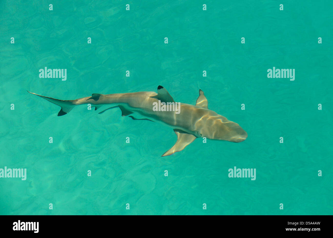 Schwarzspitzen-Riffhai (Carcharhinus Melanopterus) Schwimmen im flachen Wasser, Ansicht von oben, Queensland, Australien Stockfoto
