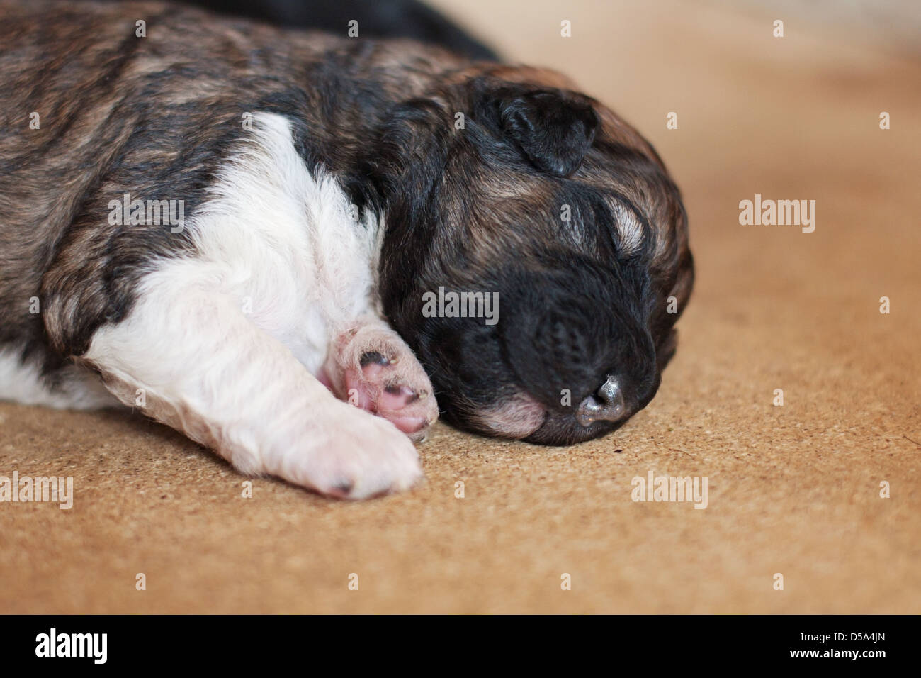 Schlafenden neugeborenen Welpen Stockfoto