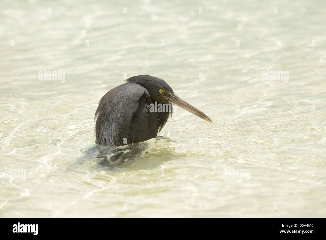 Ost- oder Pacific Riff Silberreiher (Egretta Sacra) dunkle Form, stehend im Meer, Queensland, Australien, Dezember Stockfoto