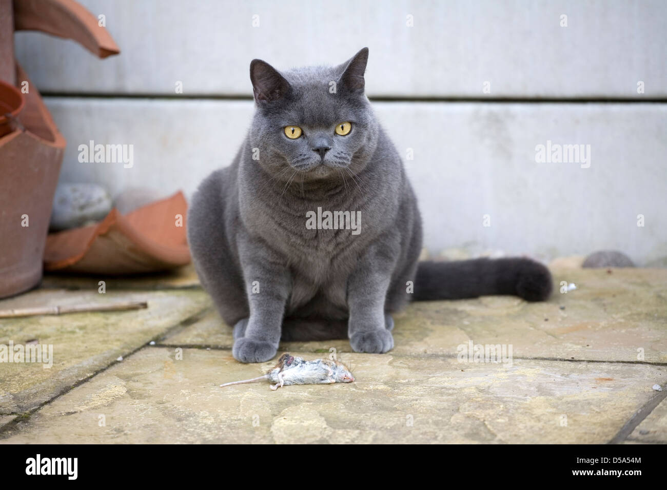 Britische blaue Katze mit toten Maus Stockfoto