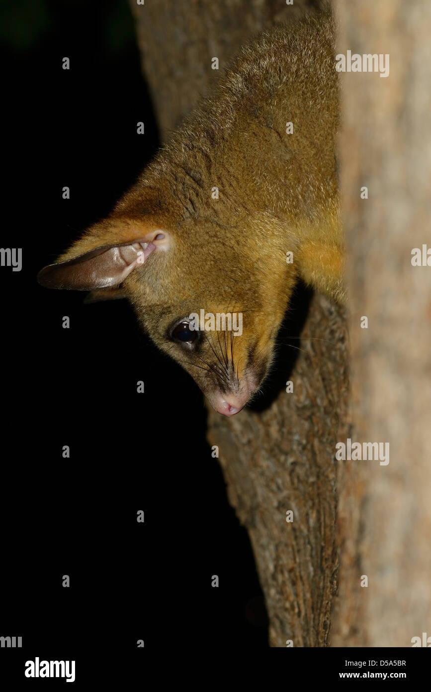 Pinsel-tailed Possum (Trichosurus Vulpecula) Erwachsenen Klettern Baum in der Nacht, Melbourne, Australien, November Stockfoto