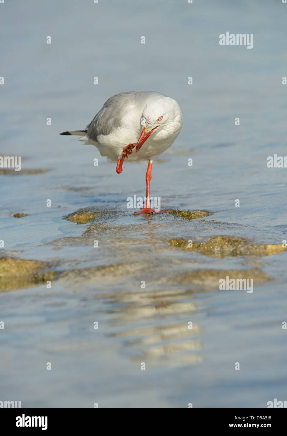 Silber-Möwe (Larus Novaehollandiae) Erwachsenen stehen im Meerwasser, kratzen Schnabel mit seinem Fuß, Queensland, Australien, November Stockfoto