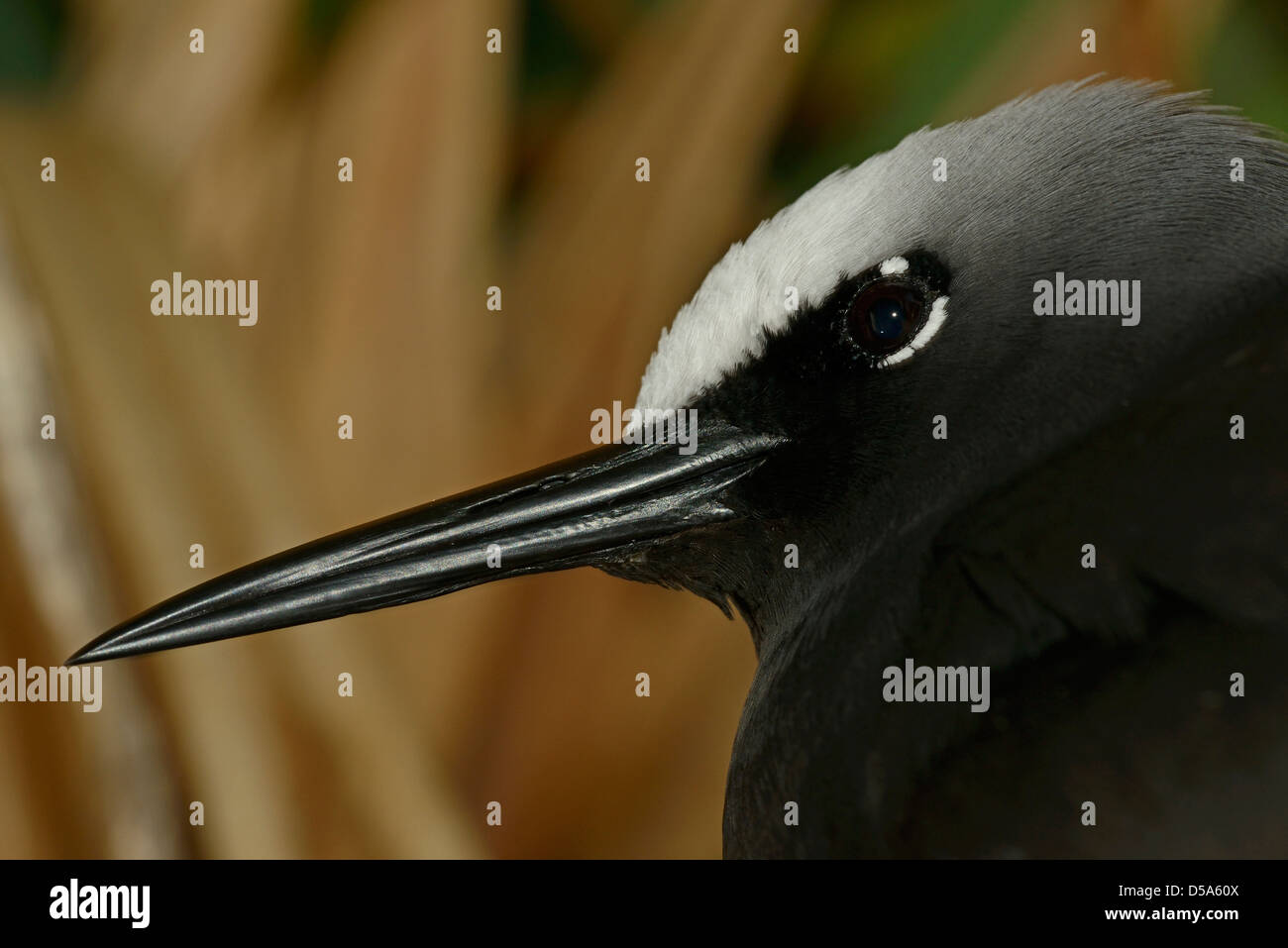 Schwarzer Noddy Seeschwalbe (Anous Minutus) Nahaufnahme von Kopf und Schnabel, Queensland, Australien, November Stockfoto