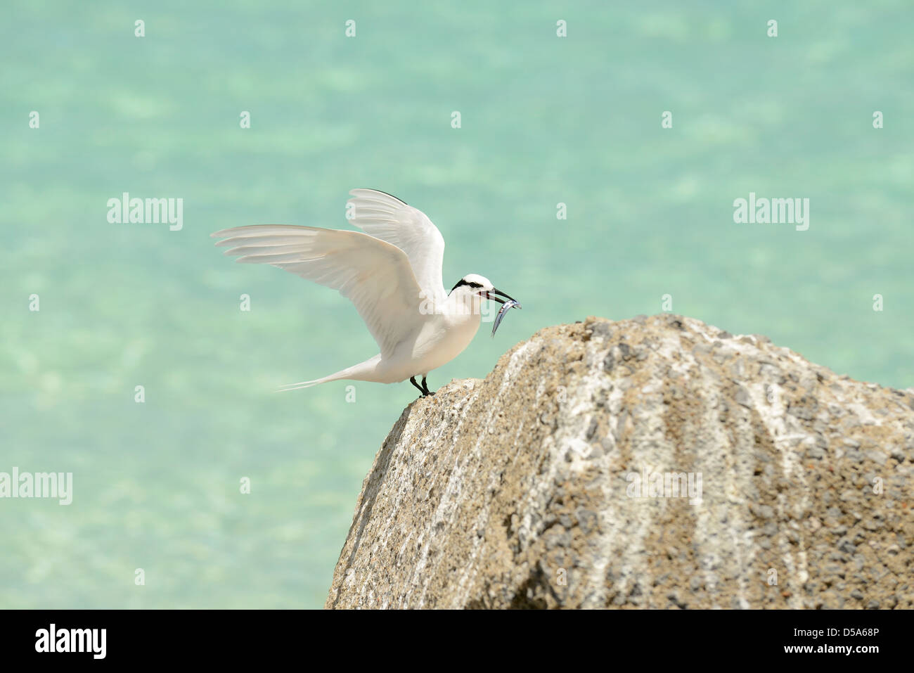 Schwarz-Himalaja-Seeschwalbe (Sterna Sumatrana) thront auf Felsen mit Fisch im Schnabel, Queensland, Australien, Dezember Stockfoto