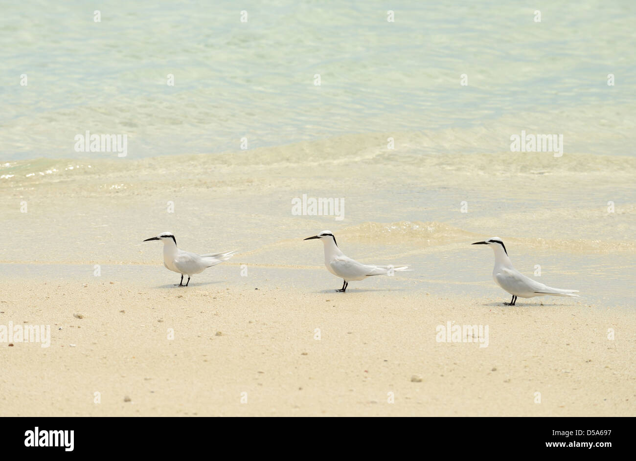 Schwarz-Himalaja-Seeschwalbe (Sterna Sumatrana) drei stehen in einer Linie am Strand, Queensland, Australien, Dezember Stockfoto