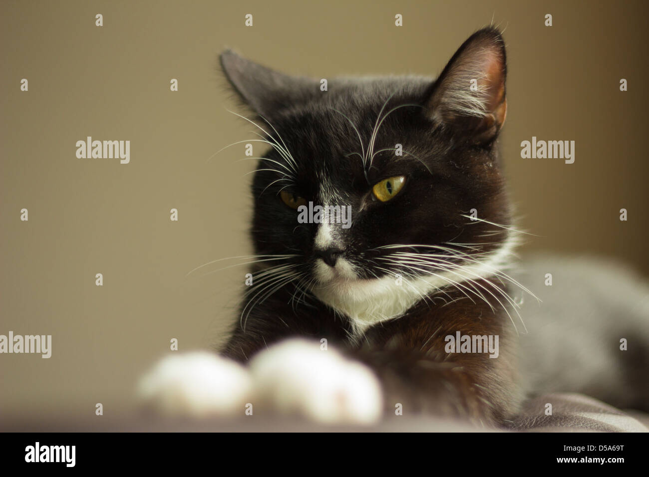 Schwarz weiße Hauskatze hinlegen. Stockfoto