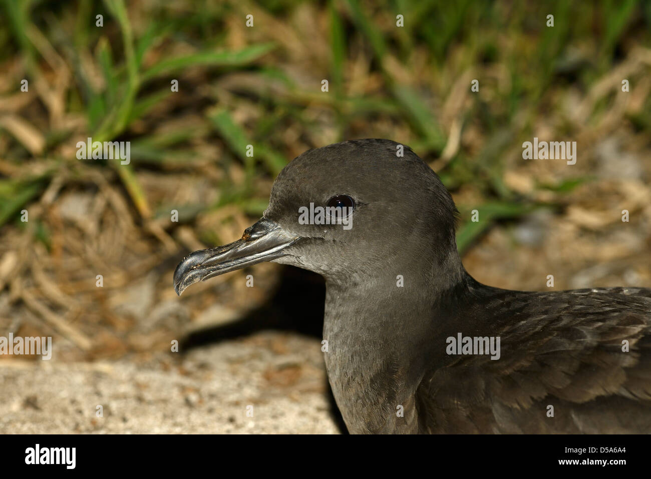 Wedge-tailed Shearwater (Puffinus Pacificus) Nahaufnahme des Kopfes, auf dem Land in der Nacht, Queensland, Australien, November Stockfoto