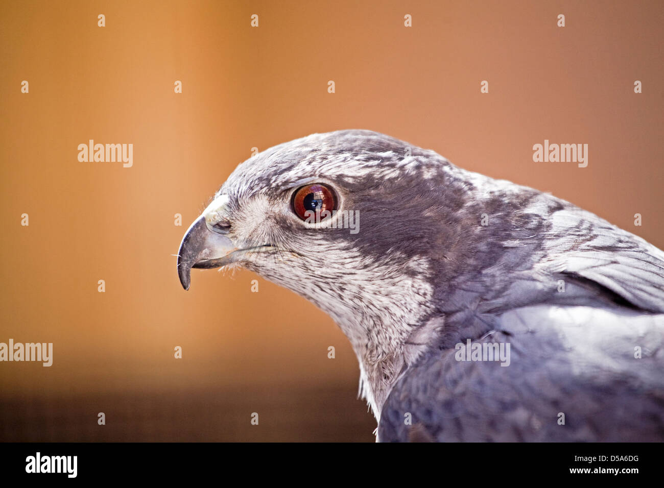 Nördlichen Habicht Accipiter gentilis Stockfoto