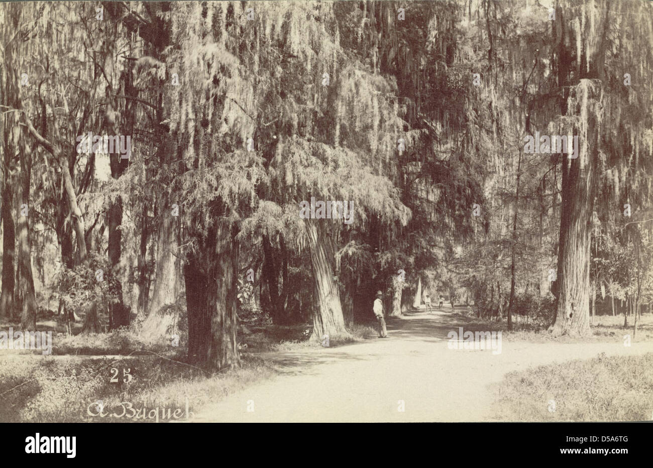 Mexiko-Stadt, Chapultepec Grove Stockfoto