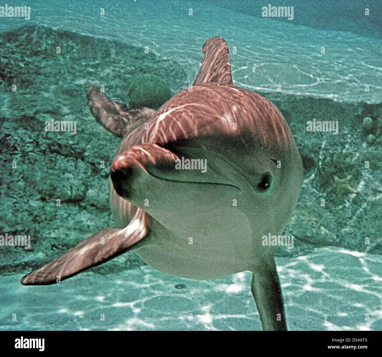 Große Tümmler, die Gattung Tursiops, sind die meisten Mitglieder der Familie Delphinidae, die Familie der ozeanischen Dolphin. Aus den Archiven von Presse Portrait Service (ehemals Presse Portrait Bureau) Stockfoto
