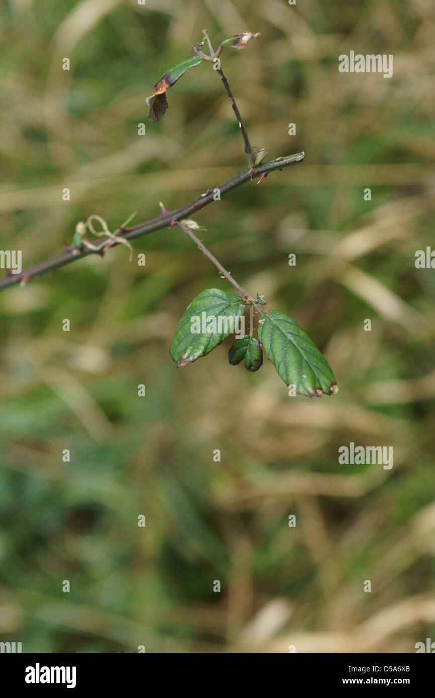 geworfene Busch Zweig Rasen Blätter spitzen Stock wild Stockfoto