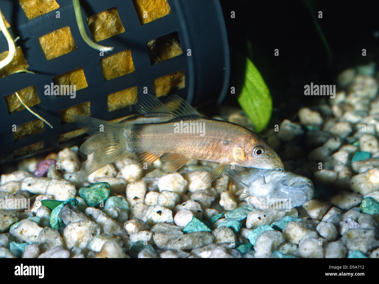 Hora es Loach - Botia Morleti Karpfenfische, Asien Stockfoto