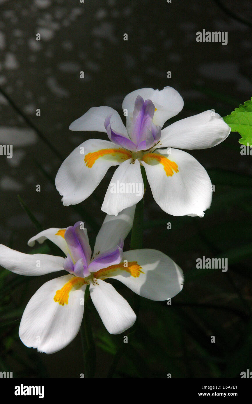 Afrikanische Iris.  Zwei Wochen Lilie.  Doppelte Blüte mit dunklem Hintergrund. Stockfoto