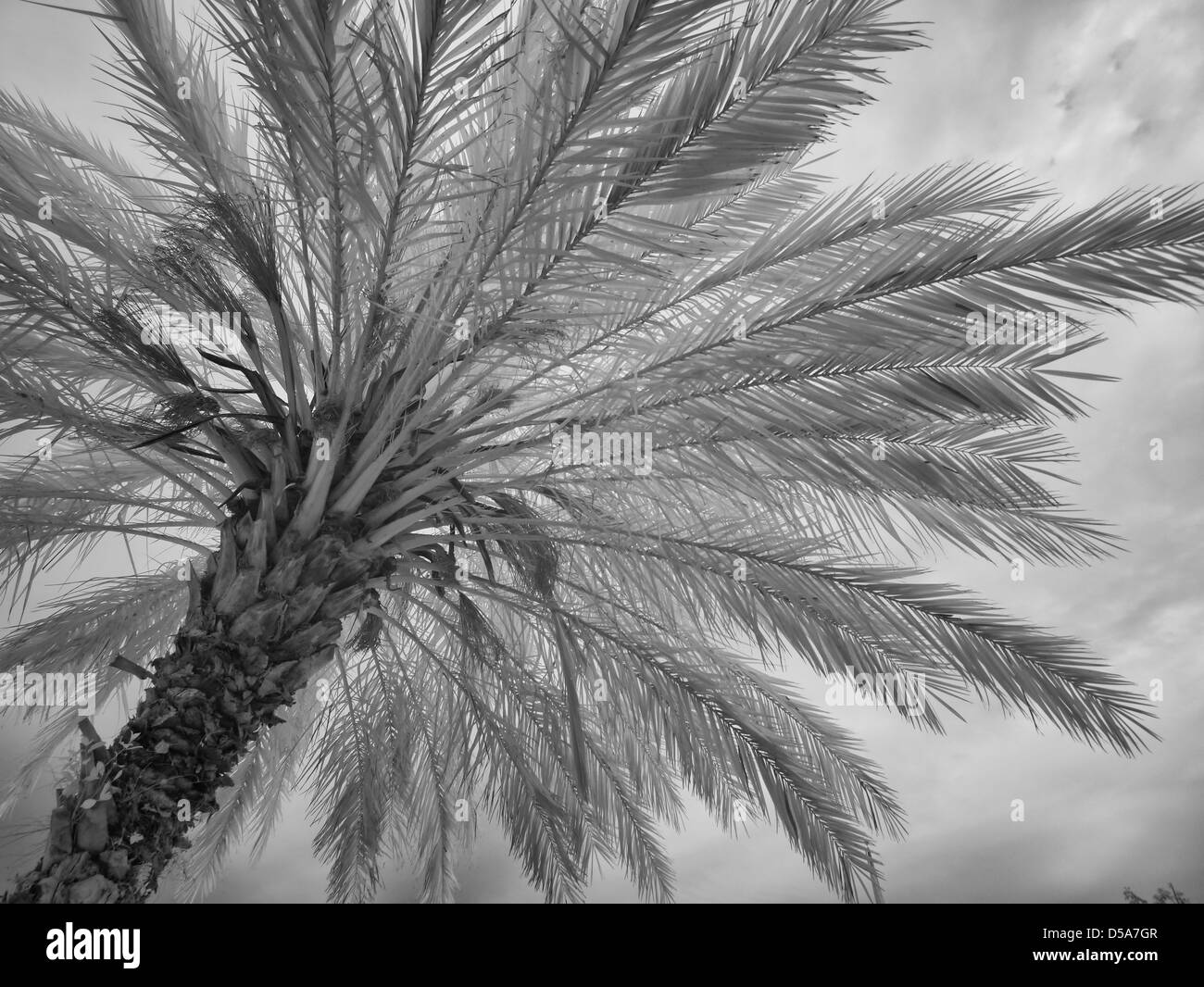 Dattelpalme Stockfoto