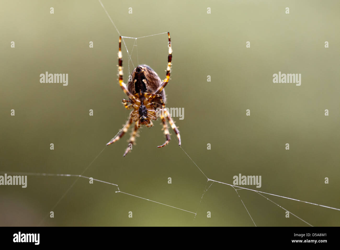 Emden, Deutschland, eine Kreuzspinne spinnt seine Spinnennetz Stockfoto