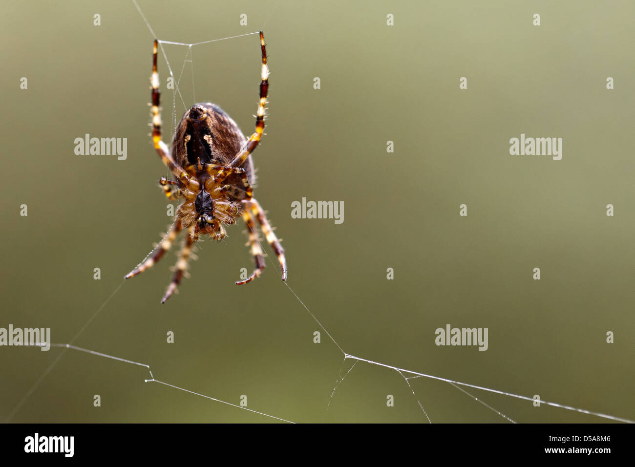 Emden, Deutschland, eine Kreuzspinne spinnt seine Spinnennetz Stockfoto
