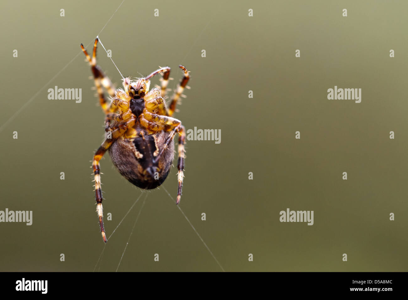 Emden, Deutschland, eine Kreuzspinne spinnt seine Spinnennetz Stockfoto