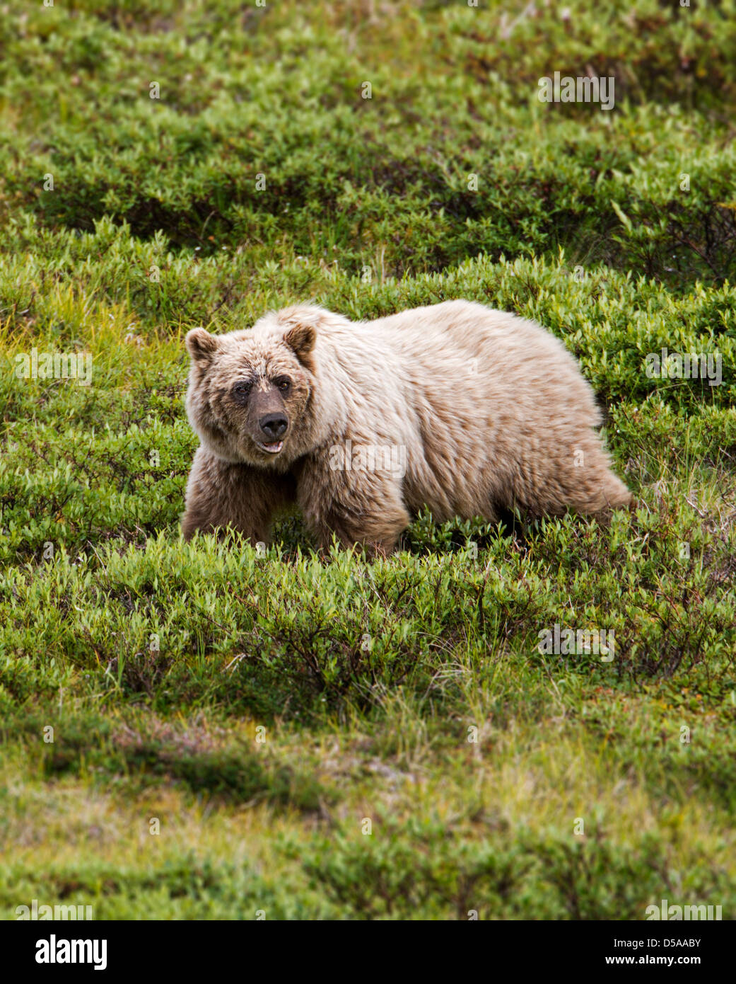 Grizzly Bär (Ursus Arctos Horribilis), Thorofare Pass, Denali National Park, Alaska, USA Stockfoto