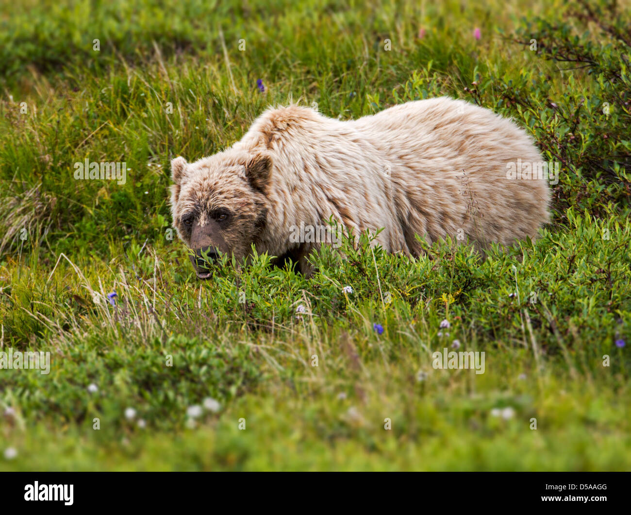 Grizzly Bär (Ursus Arctos Horribilis), Thorofare Pass, Denali National Park, Alaska, USA Stockfoto