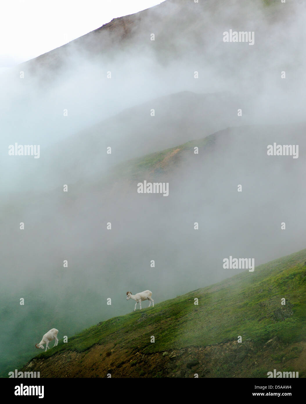 Niedrige Wolken, Dunst und Nebel verdeckt teilweise Dall-Schafe auf die Alaska Range, Denali National Park, Alaska, USA Stockfoto