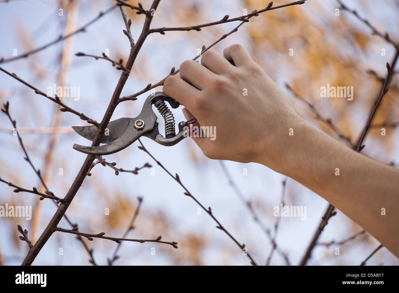 Ein Obstbaum Schneiden Von Asten Im Fruhjahr Beschneiden