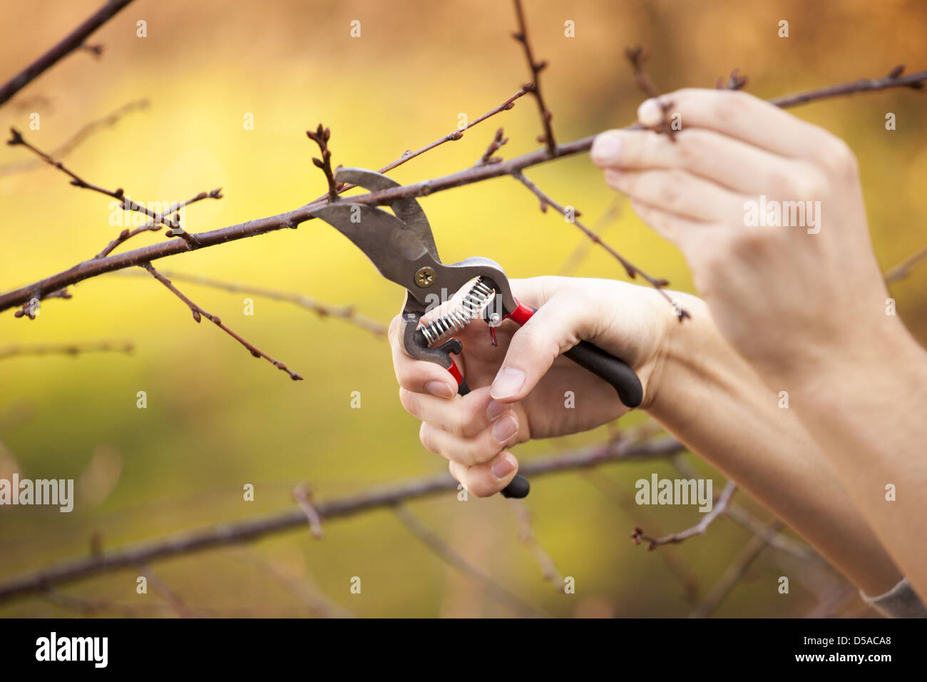 Ein Obstbaum - Schneiden von Ästen im Frühjahr beschneiden Stockfoto